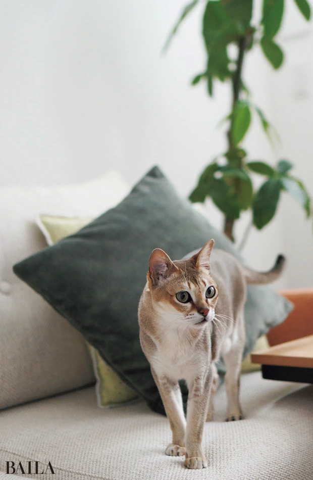 【気ままな3兄弟 】CATS