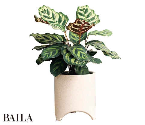 カラテア マコヤナ￥1680〜（ともに植物のみ。2025年5月現在の値段）