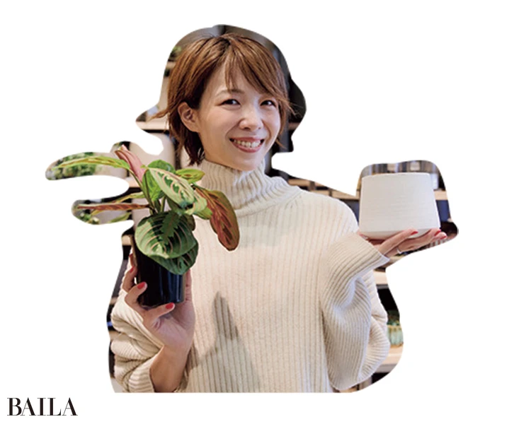 コンパクトでユニークな葉形の植物を購入