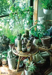 直置きしたりスツールにのせたり。グリーンは置く位置に高低差を出すことで、目線が変わってより印象的になるそう。