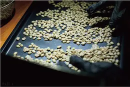 豆は手作業でピッキング