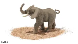 《カンゾウタイプ》