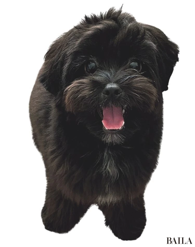 こむぎ(ポメラニアン×トイプードル)/モデル 鈴木友菜さん