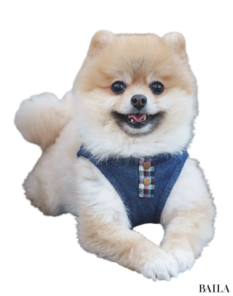 ピノ（ポメラニアン）／岩見えりなさん