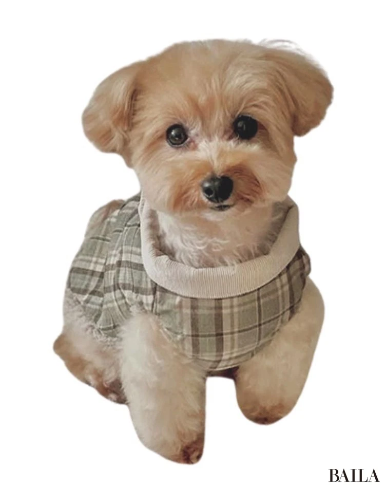 ビケ（トイプードル×マルチーズ）／八木沢蘭さん