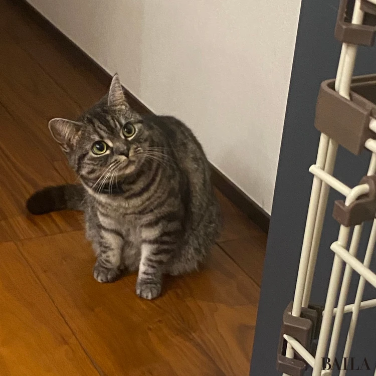 ケージの方をうかがう先住猫の「福(ふく)」