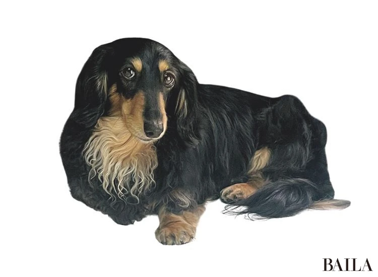 つぶあん（ミニチュアダックスフンド）／山田沙織さん