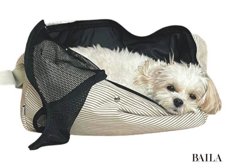 ぽてこ（キャバリア×ビションフリーゼ）／編集ぴら