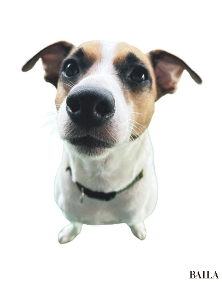 ムッティ（ジャックラッセルテリア）／長沼 結さん