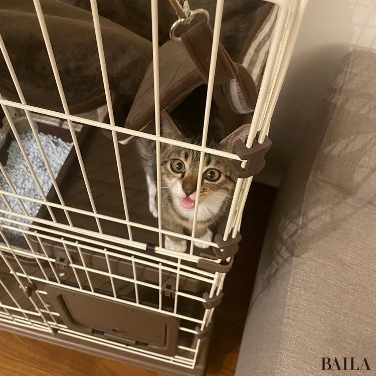 ケージで「出して!出して!」と鳴き続ける楽