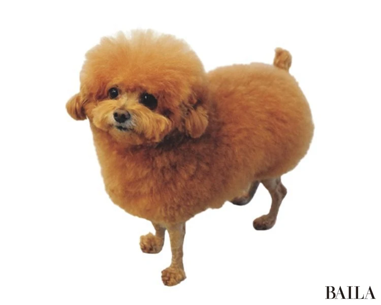 ぽんた（ティーカッププードル）／杉松千紘さん