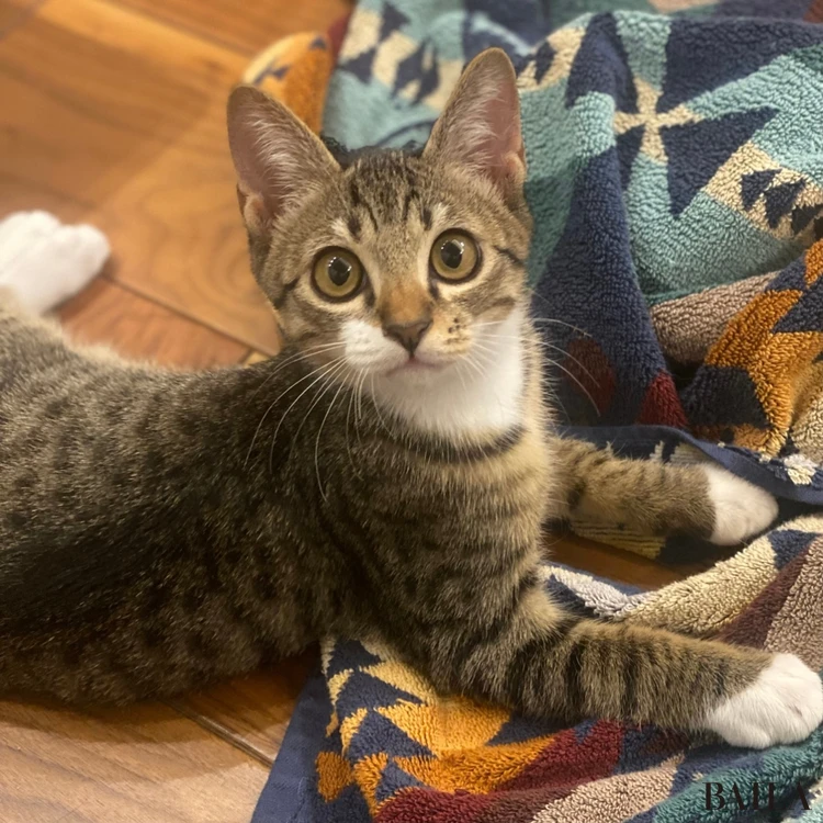 元保護猫である「楽(がく)」の写真