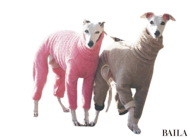 ビビ&ソイ(ウィペット)/カメラマン 遠藤優貴さん