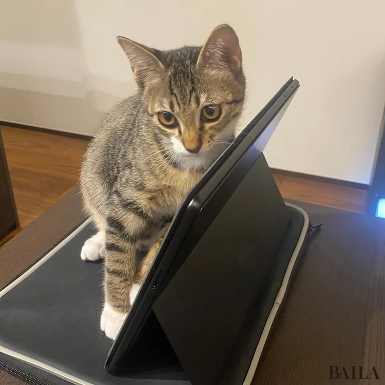 仕事を邪魔する保護猫「楽(がく)」