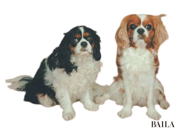 つぶ&がみ(キャバリア)/カメラマン 東 京祐さん