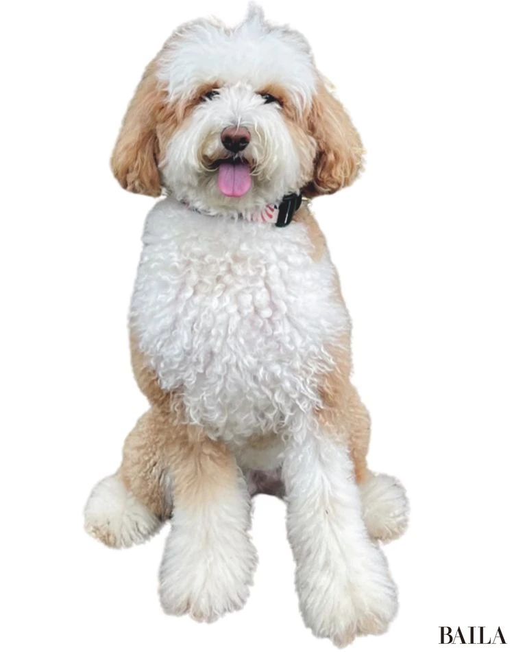 サニー(ミックス)/カメラマン 金谷章平さん