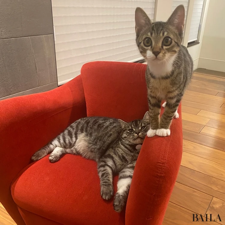 保護猫「楽(がく)」と先住猫の「福(ふく)」