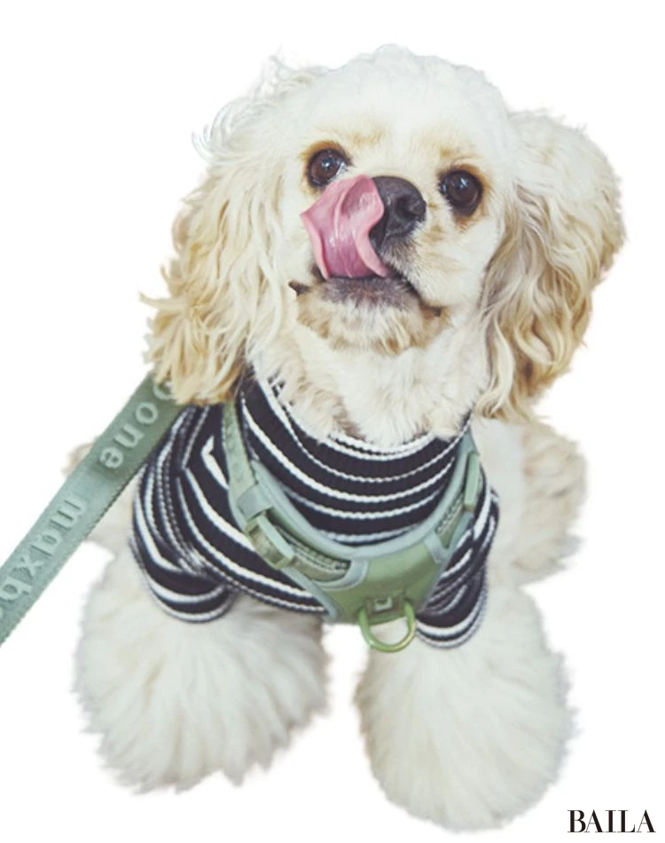 ポテト(アメリカンコッカースパニエル)/スタイリスト 加藤かすみさん