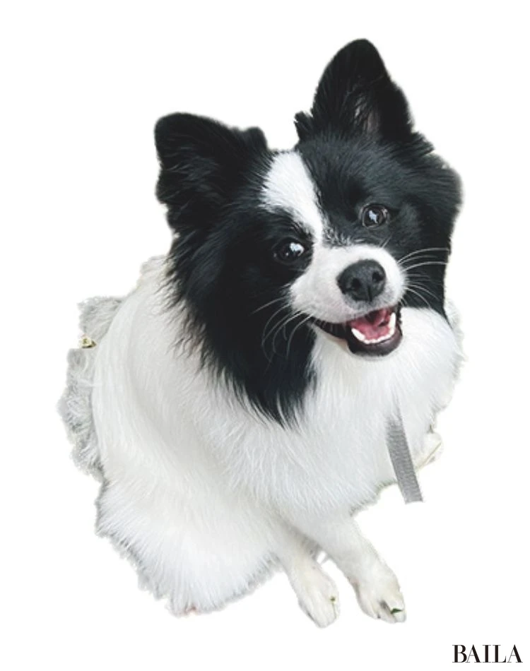 マリー（ポメラニアン）／飯倉菜菜子さん