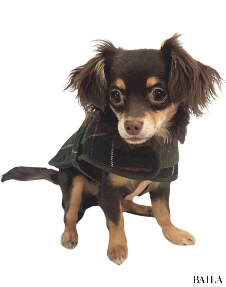 ほへまる(チワワ×カニンヘンダックスフンド)/ライター 前野さちこさん