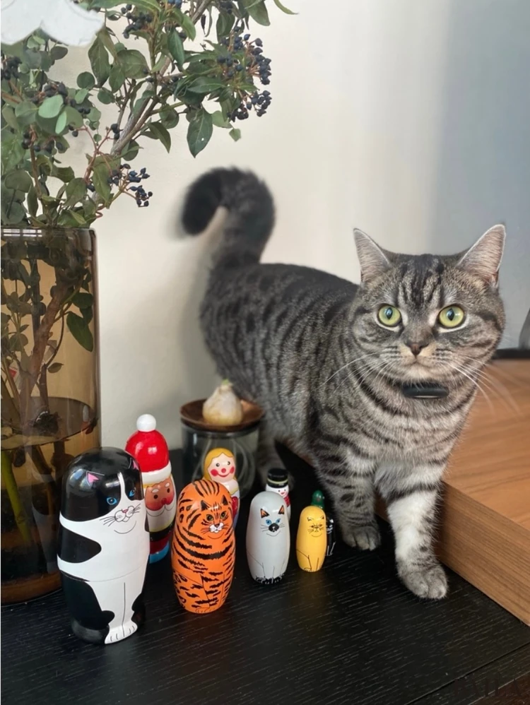 先住猫の「福(ふく)」