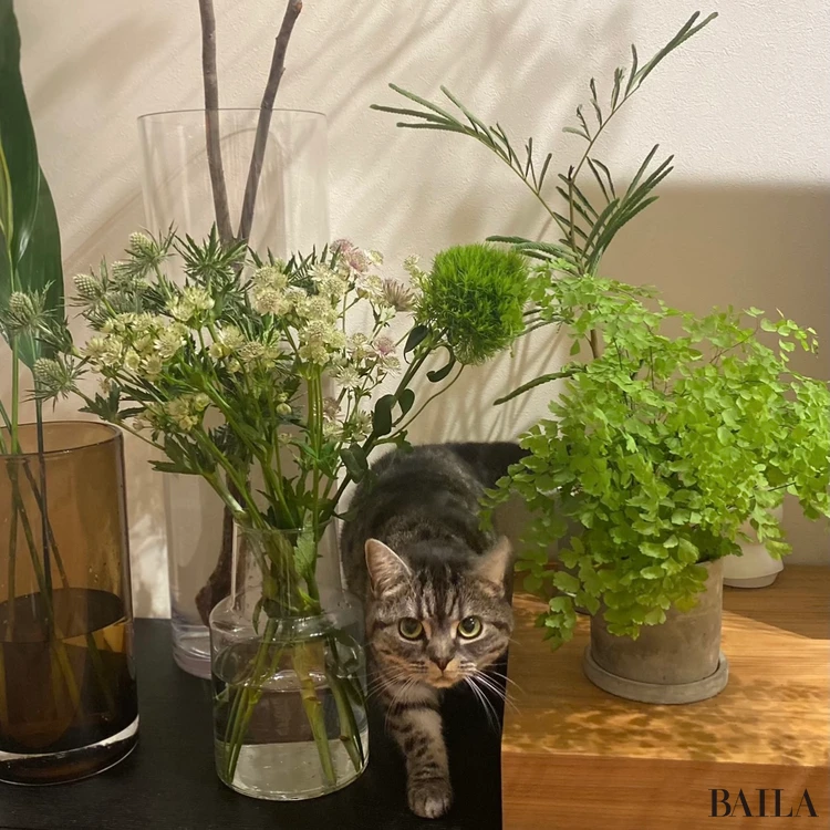 猫とグリーンと花器