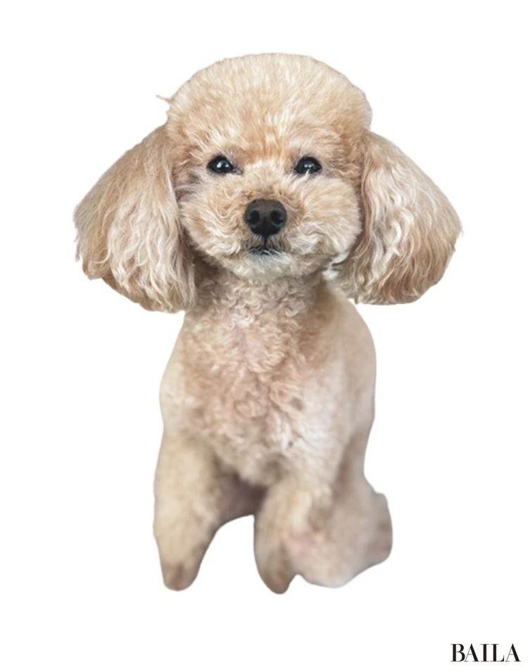 いちご（トイプードル）／中嶋彩乃さん