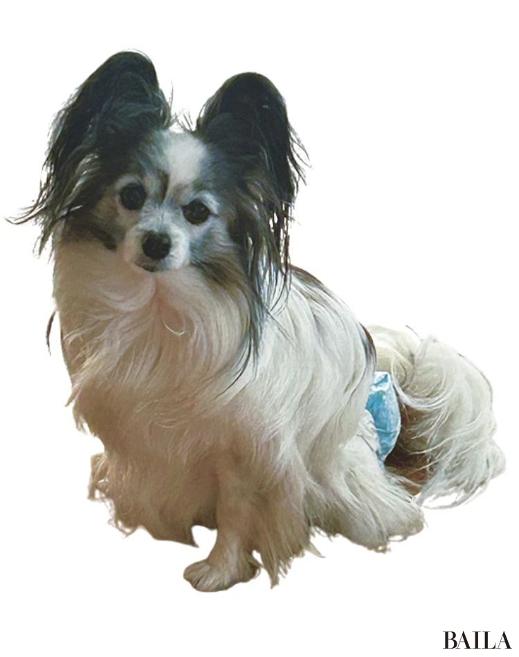 まりん(パピヨン)/@BAILA編集長 片桐