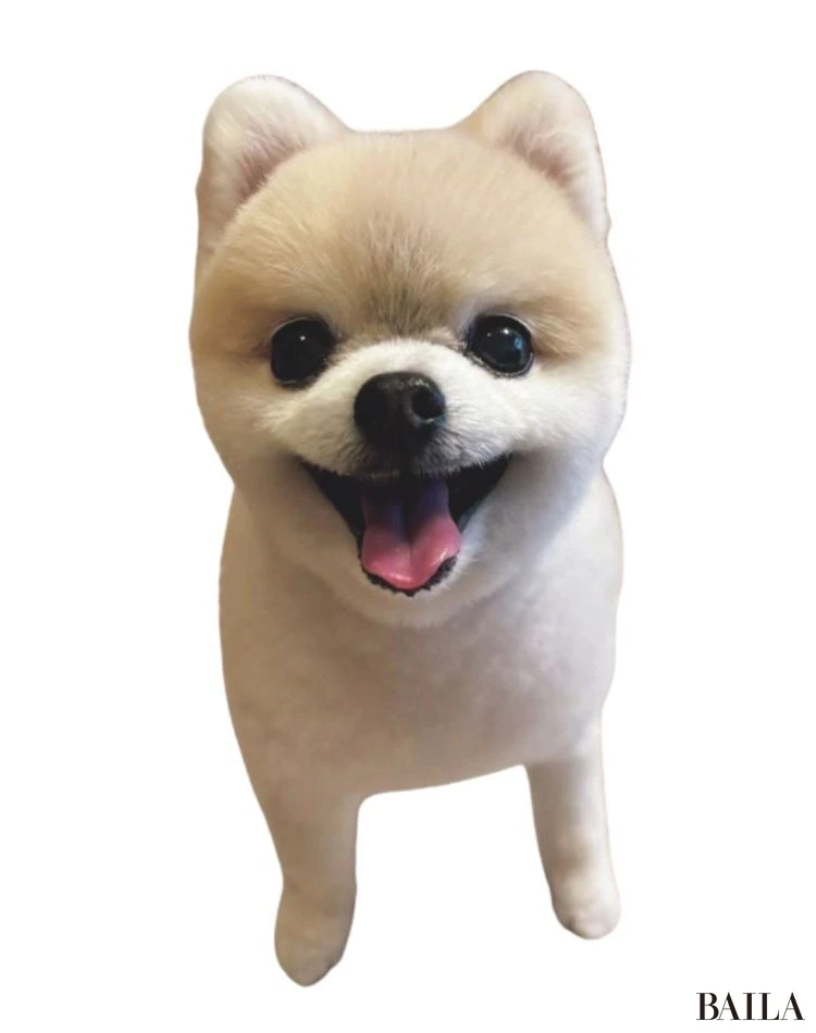 はな(ポメラニアン)/モデル 佐藤栞里さん