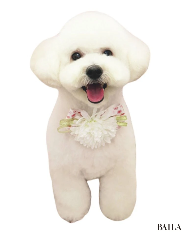 まる（ビションフリーゼ×トイプードル）／田辺優希さん