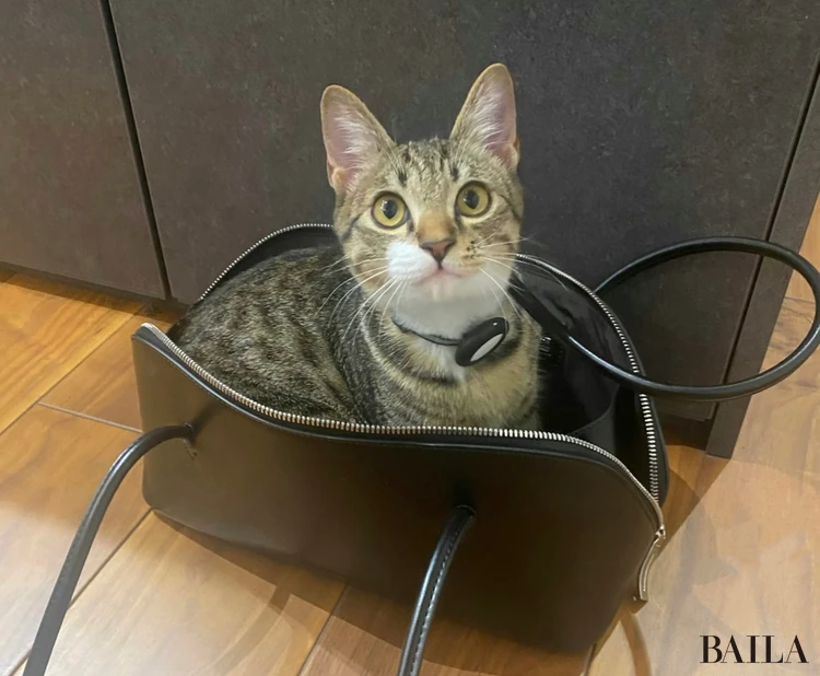 通勤バッグに入る保護猫「楽(がく)」