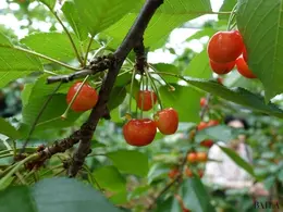 子連れで楽しめるレジャースポット　さくらんぼ狩り