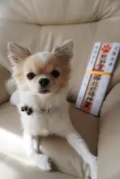【長野・軽井沢】熊野皇大神社 |　愛犬