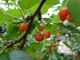 原田農園　さくらんぼ狩り