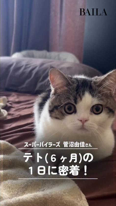 チームBAILAのわんにゃんスナップ🎬 テト(生後6ヶ月)🐈️
